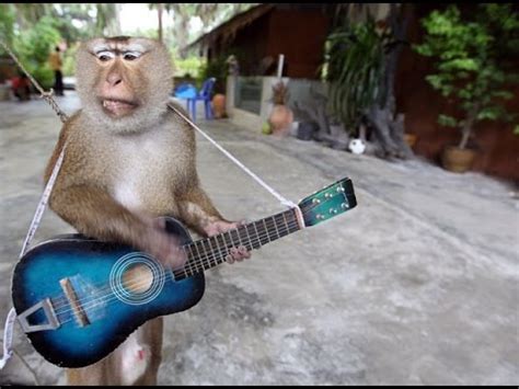Funny Monkey Show Video Compilation Dance, Talent, Magic ...