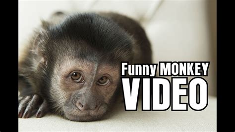 Funny Monkey Videos for Kids   YouTube
