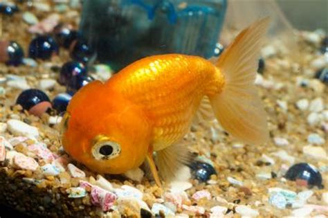 Funny Pet Names for Fish | LoveToKnow