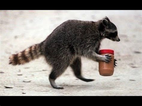 Funny Raccoon compilation   Funny and Cute #trash pandas ...