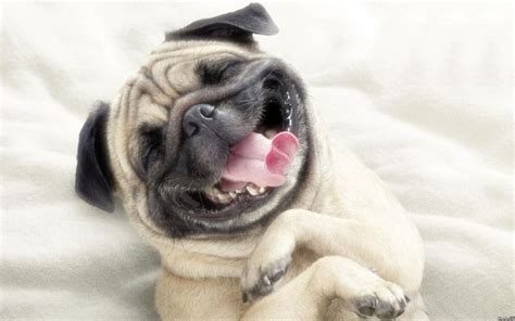 funny, smiling,dogs, pictures animals, windows wallpapers ...