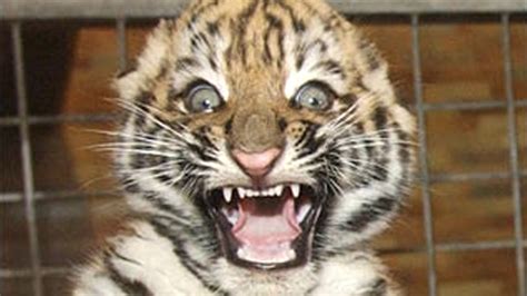 FUNNY TIGER VIDEOS ★ Funny Tiger VIDEOS 2015  HD  [Funny ...