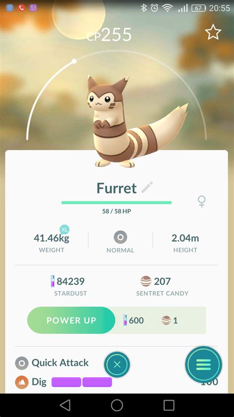 Furret | Pokemon, Sucker punch, Pocket monsters