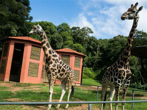G1   Zoológico de Curitiba fecha durante dois dias para ...