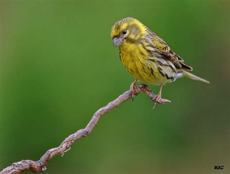 Gafarró    Verdecillo   Serinus serinus   European Serin ...