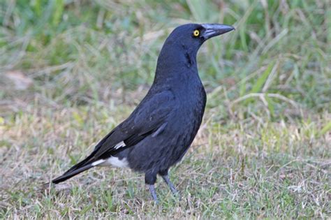 Gaia Guide: Taxonomy: description of Pied Currawong ...