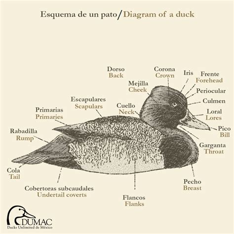 Galería de Aves | Ducks Unlimited de México, A.C.