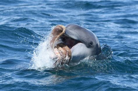 Galería de imágenes: Alimentación de los delfines