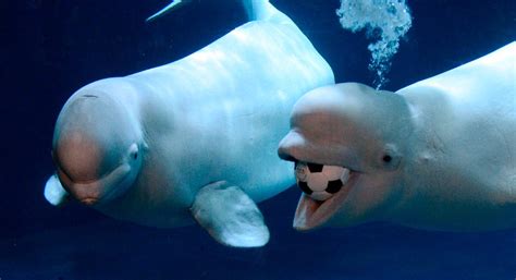 Galería de imágenes: Ballena beluga