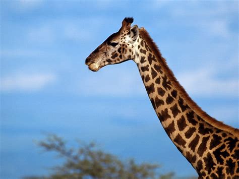 Galería de imágenes: Fondos de pantalla de jirafas