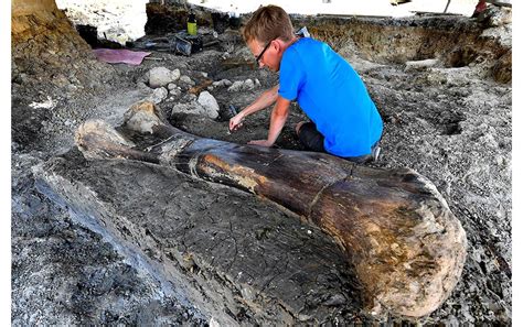 Galería: Hallazgo de colosal fósil de dinosaurio en Francia fascina a ...