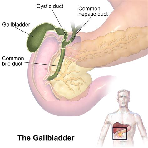 Gallbladder   Wikipedia