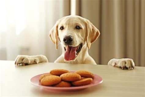 Galletas para perros caseras | zooplus