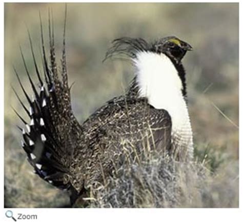 Galliformes   turkeys, pheasants, quails | Wildlife ...