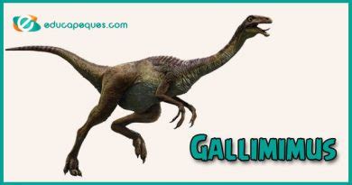 Gallimimus dinosaurio que recuerda a la gallina 】| Educapeques
