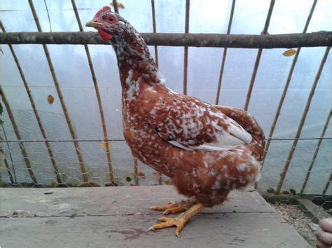 gallina araucana   Buscar con Google | Chicken breeds, Chicken, Rooster