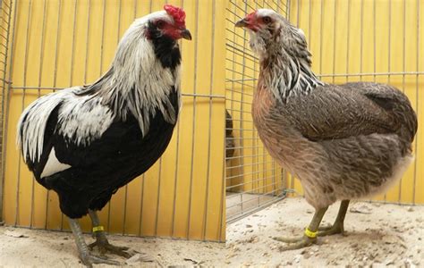 Gallina araucana o mapuche   Animales. Mascotas. | Mercafauna