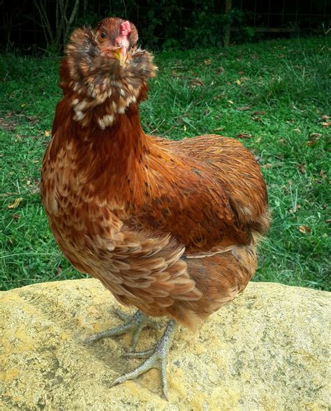 Gallina Araucana | Rooster