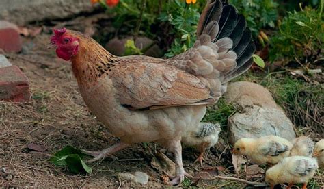 GALLINA | Características, alimentación, reproducción y especies