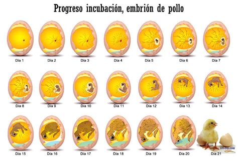 Gallina Castellana Negra: Fases Del Pollito Dentro Del Huevo