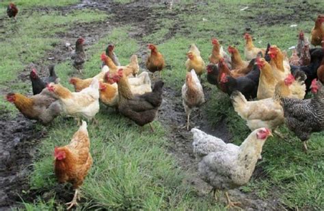 Gallina criolla: riqueza genética y cultural colombiana ...