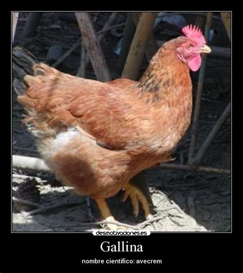 Gallina | Desmotivaciones