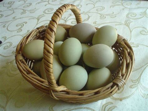 Gallinas ameraucanas huevos verdes: Gallinas que ponen huevos verdes ...