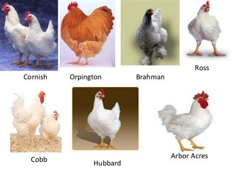 Gallinas de Engorde