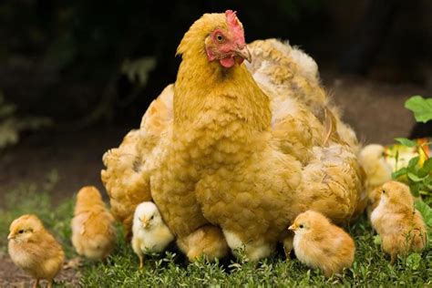 GALLINAS DE RAZA 】Características, Alimentación, Crianza y más.