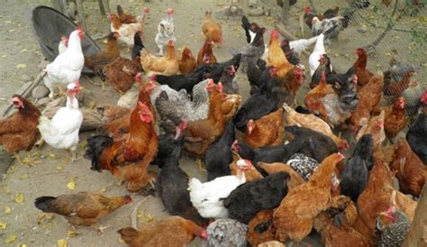 Gallinas libres, Uniminuto: Cría de gallinas ...