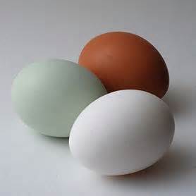 Gallinas poblanas ponen huevos de color verde | e consulta.com 2021