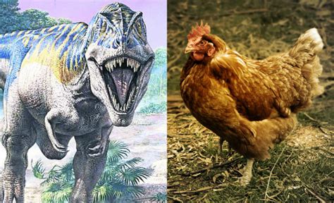 Gallinas y avestruces, los parientes cercanos de los salvajes T Rex | De10