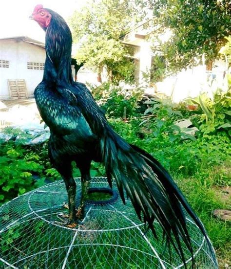Gallo Asil Negro 【¡¡Actualizado!!】 | imagenes de gallos