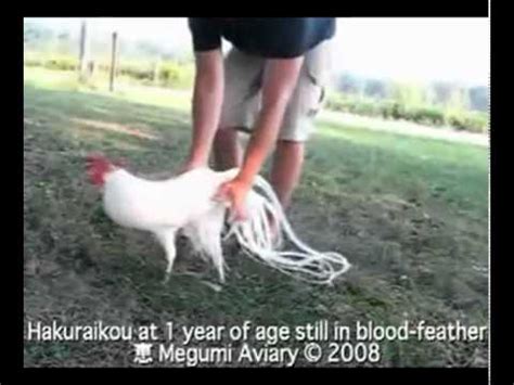 Gallo Blanco Phoenix Bantam 1 año de edad   YouTube