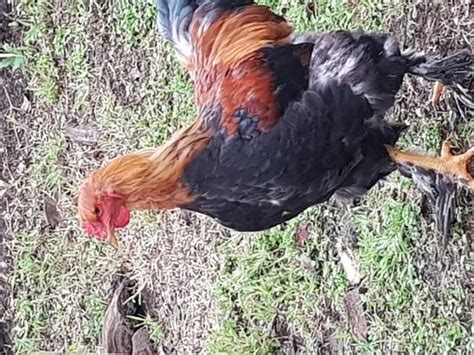 Gallo Brahma   Mascotas   Costa Rica | CostaRicaAds.com