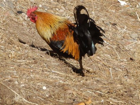 Gallo de fuego rojo