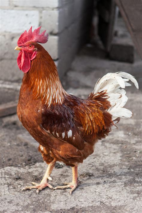 Gallo Rojo Con La Cola Blanca Imagen de archivo   Imagen de afuera ...