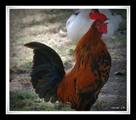 Gallo rojo   EcuRed