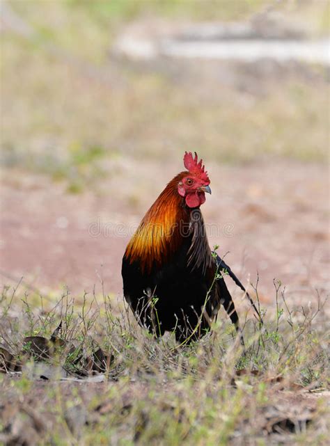 Gallo rojo imagen de archivo. Imagen de asia, cocodrilo   68249411