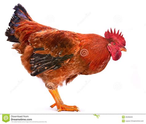 Gallo rojo imagen de archivo. Imagen de gallo, imagen   26296203