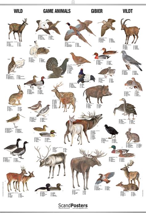 Game animals poster – Unique poster with 32 game animals