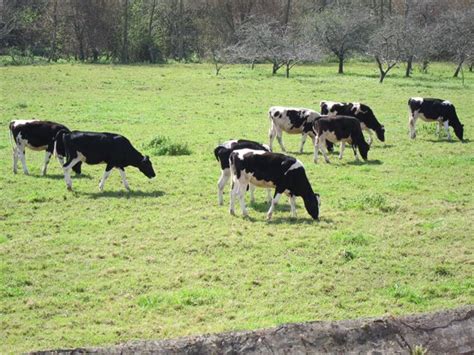Ganadería.  COAG Asturias informa a los ganaderos de Tineo sobre cómo ...