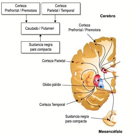 Ganglios Basales: anatomía y función | Anatomía, Sistema ...