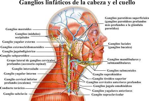 Gánglios linfáticos inflamados en el cuello: causas ...