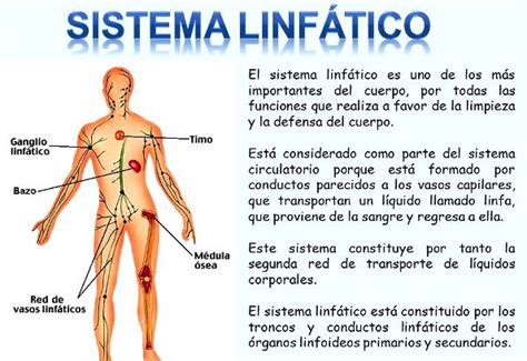 Ganglios linfáticos: ¿Qué son? Anatomía, función ...