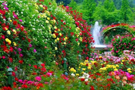 Garden flowers   Flowers & Nature Background Wallpapers on ...