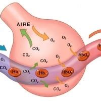 Gases intestinales y estomacales: Causas, síntomas y ...