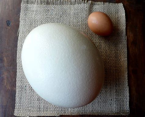 Gastronomía a Libreta Abierta, [=I=]: Tipos de Huevos