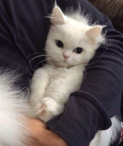 gatito blanco bebe   Google da Ara | Baby cats, Pretty ...
