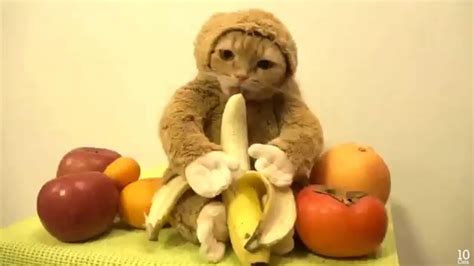 Gato disfrazado de mono | Gato + Mono 2016   YouTube